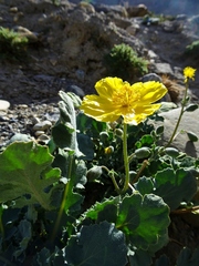 Dicranostigma lactucoides