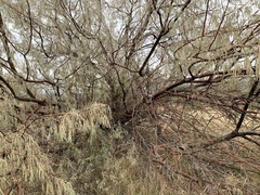 Elaeagnus angustifolia
