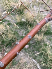 Elaeagnus angustifolia