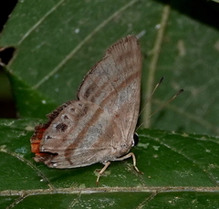 Euselasia melaphaea