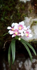 Sarcochilus fitzgeraldii