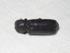 Amphicerus cornutus
