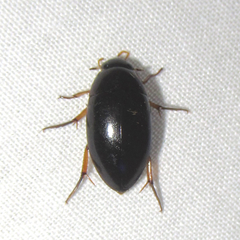 Tropisternus quadristriatus