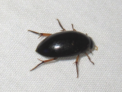 Tropisternus quadristriatus