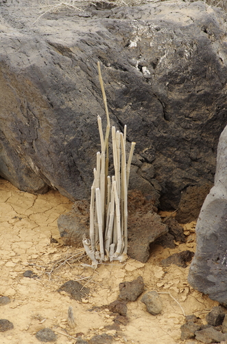Ceropegia fusca