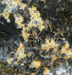 Salticidae