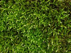 Gymnostomum aeruginosum