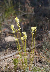 Stackhousia aspericocca