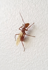 Dendromyrmex