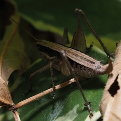 Yersinella beybienkoi