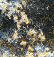 Salticidae