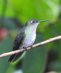 Taphrospilus hypostictus