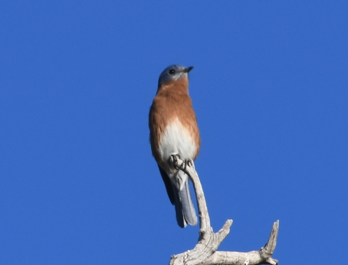 Eastern Bluebird photographed in Arizona