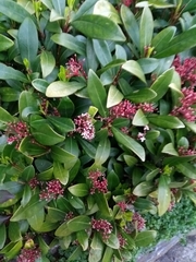 Skimmia