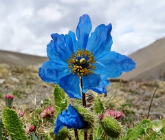 Meconopsis horridula