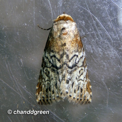 Bryophilina mollicula