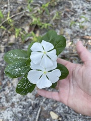 Catharanthus roseus image