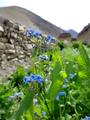 Microula sikkimensis