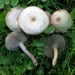 Clitocybe - Photo (c) Jerry Cooper, μερικά δικαιώματα διατηρούνται (CC BY), uploaded by Jerry Cooper