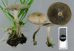 Clitocybe paraditopa
