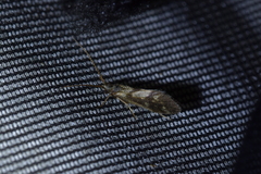 Pycnocentrodes aureolus