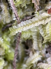 Chiloscyphus pallescens