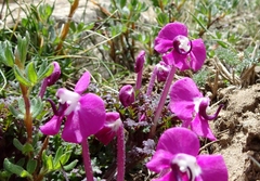 Pedicularis siphonantha