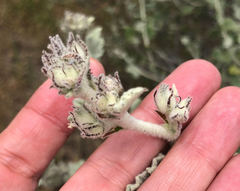 Malacothamnus fremontii