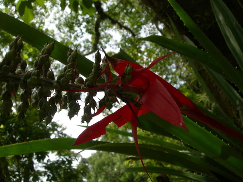 vase bromeliad