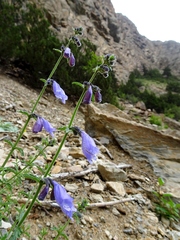 Nepeta staintonii
