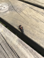 Huechys sanguinea