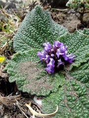 Phlomoides rotata
