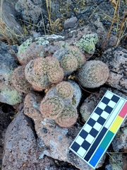 Escobaria chihuahuensis