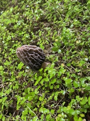 Morchella rufobrunnea