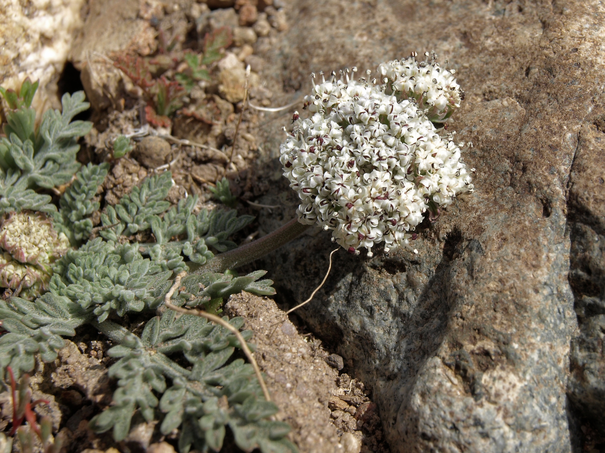 Lomatium nevadense var. nevadense