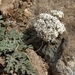 Nevada Biscuitroot - Photo (c) Jim Morefield, some rights reserved (CC BY), uploaded by Jim Morefield