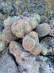 Escobaria chihuahuensis