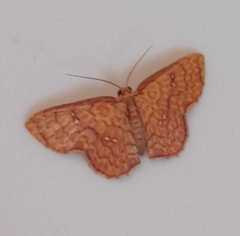 Ariadne ariadne