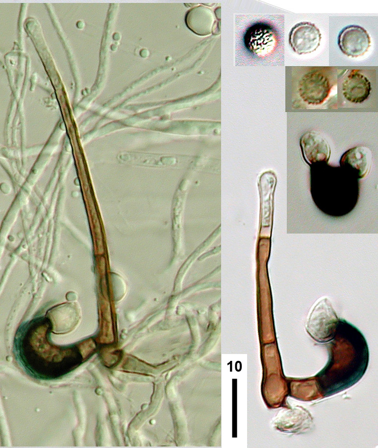 Zygosporiaceae
