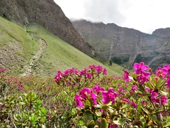 Rhododendron lepidotum