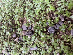 Morchella rufobrunnea