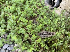 Morchella rufobrunnea