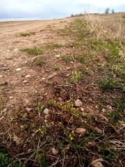 Ceratocephala testiculata