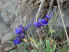 Delphinium halteratum