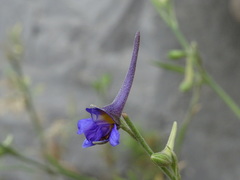 Delphinium halteratum