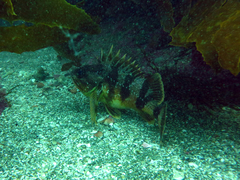 Helicolenus percoides
