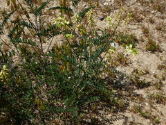 Astragalus trichopodus antisellii