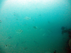 Nemadactylus macropterus