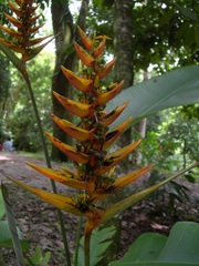 Heliconia librata