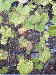 Vitis rotundifolia rotundifolia